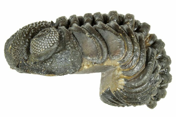 Long, Curled Morocops Trilobite - Morocco #323525